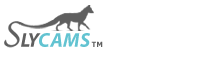 SlyCams Girls, Free Sex Cams, Sex 24/7