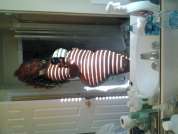 MizzBigBootyGucci