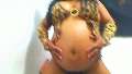 Wandela