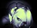 KittyxBangxBang