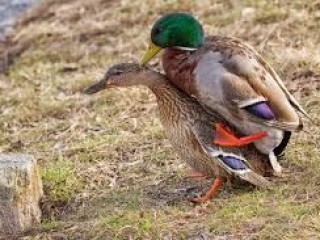 Indexed Webcam Grab of Ducks